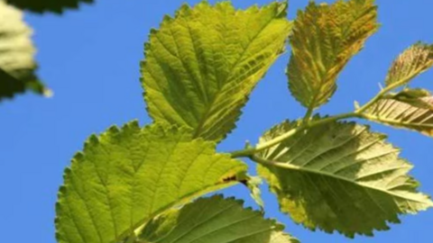 Leaves on a hedge plant