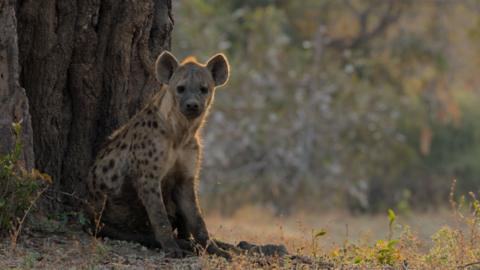 A hyena sits alongside a tree