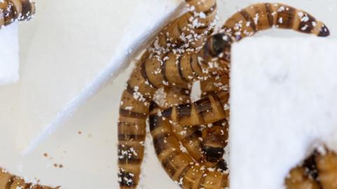 Worms eating polystyrene