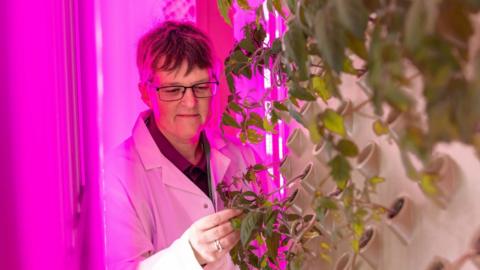 Prof Tracy Lawson examines the plants being grown in the vertical farm