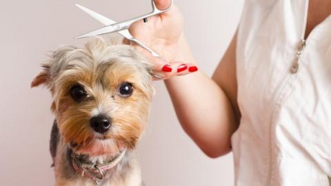 dog getting haircut