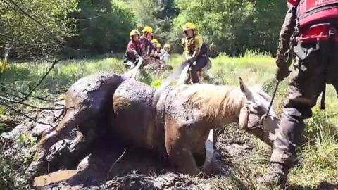 Horse being rescued from mud