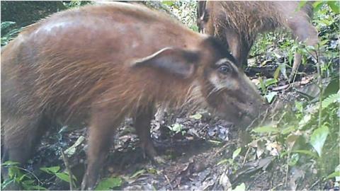 Red river hog