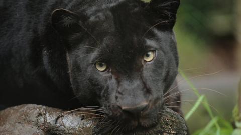 Zoysa the black leopard