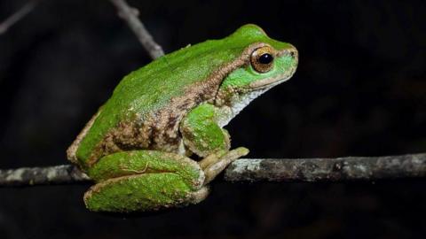 The spotted tree frog (Litoria spenceri)