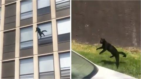 Cat jumps from building