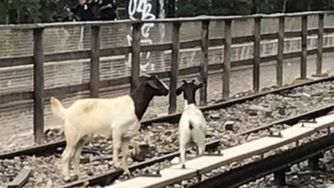 Goats seen on a New York City subway track on 20 August 2018