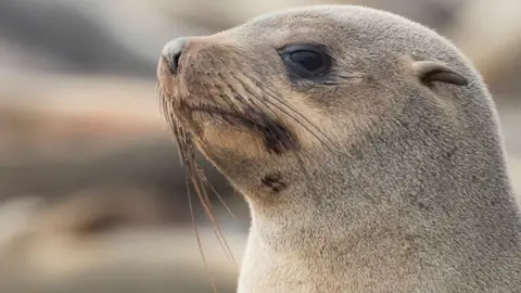A seal in Namibia.