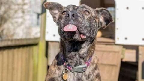 Three-year-old Staffie Faith