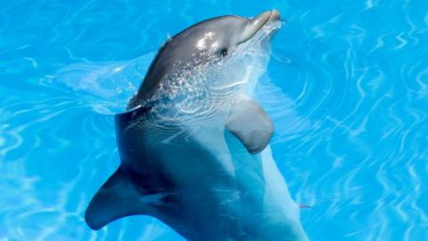 A common bottlenose dolphin seen in captivity, 3 May 2018