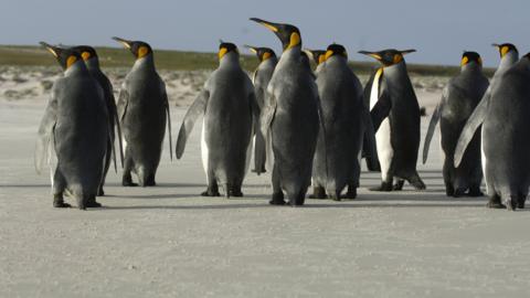 King penguins on the Falkland islands