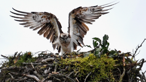 Osprey on nest