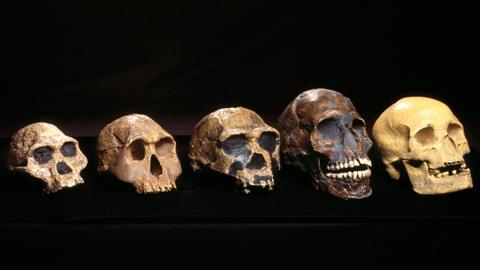 a row of skulls