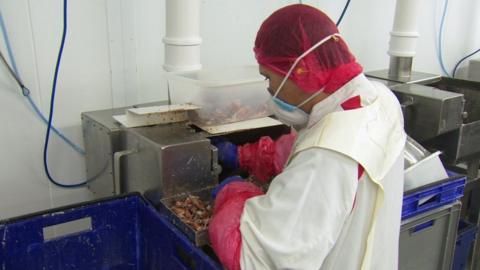 A worker picks crab