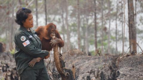 This handout photo taken on 1 October 2015 and released on 9 October 2015 by the Borneo Orangutan Survival Foundation shows babysitter Rusdiani (L) holding baby orangutan Sali in the remaining area once called "the Arboretum", a 159-hectare bit of land planted with various species of trees for the purpose of research and preservation at the Samboja Lestari Orangutan Reintroduction Program in Samboja, in Indonesia's East Kalimantan.