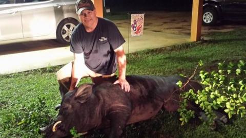 Mr Seago with the dead wild boar (July 2017)