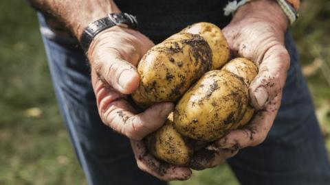 Hands holding potatoes