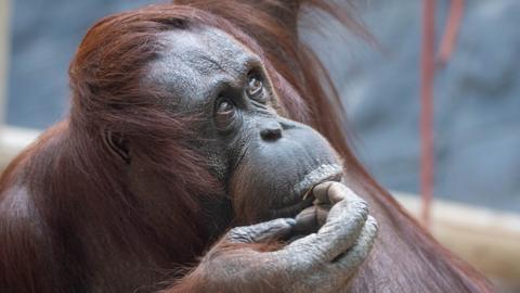 An orangutan at Colchester Zoo