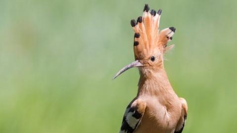 A hoopoe on a branch
