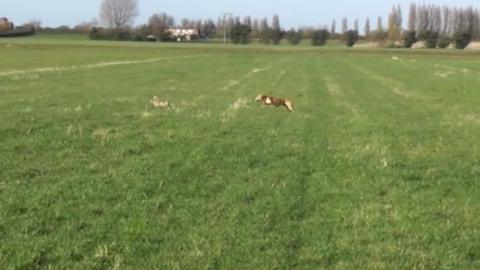 Illegal hare coursing