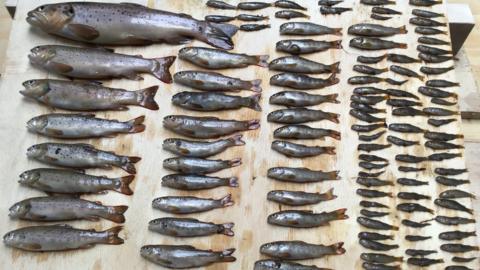 Dead brown trout laid out in size order