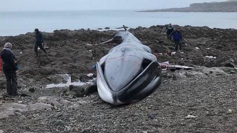 Whale on beach