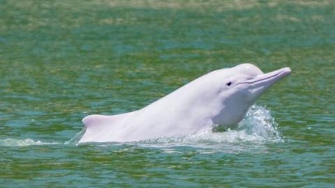 White dolphin