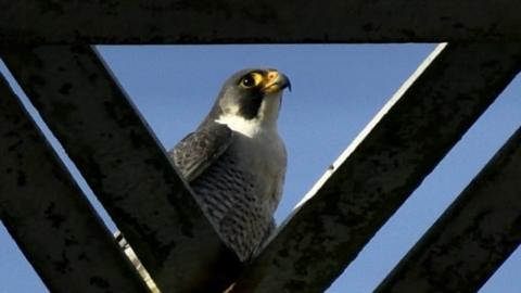 Male peregrine falcon