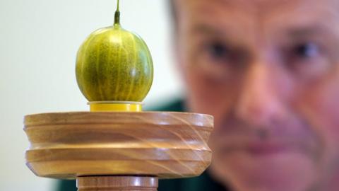 Graeme Watson looks at his prize-winning gooseberry