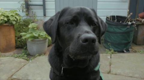 Webb the labrador