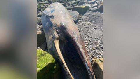 Dead minke whale on beach