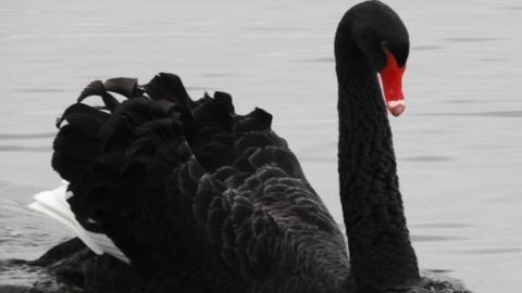 Image of the black swan at Coate Water Park