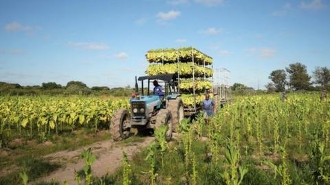 Workers harvest tobacco at a farm outside Harare, Zimbabwe, in 2019