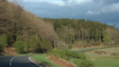 Clocaenog forest