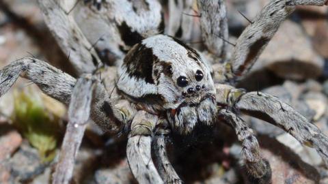 Great Fox-Spider