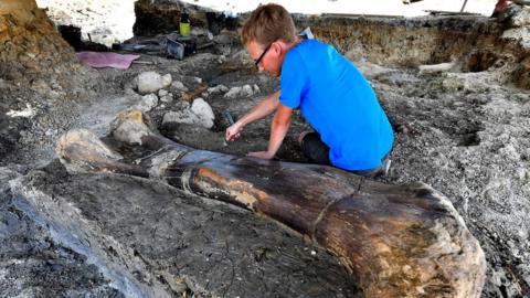 Maxime Lasseron inspects the femur of a sauropod, 24 July, at the paleontological site of Angeac-Charente