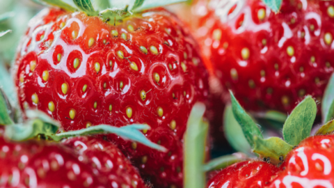 Stock photo of strawberries