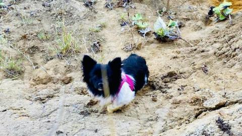 Bonnie the Shih Tzu on a cliff in Walton-on-the-Naze