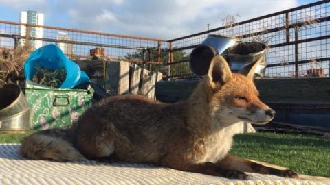 The fox on Tom Bell's roof