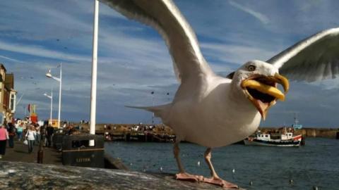 The seagull picture