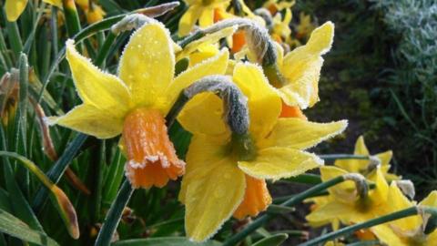 Frost on daffodils