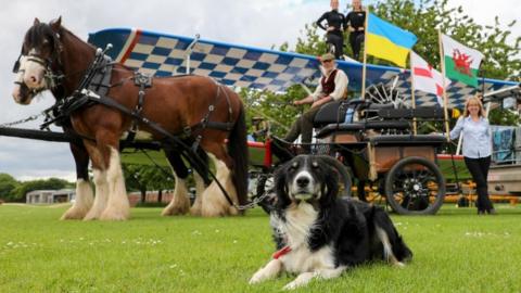 Boo Boo, the border collie, lying in front of the horses' wagon.