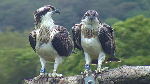 osprey brother and sister