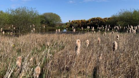 Lough Cranstal Nature Reserve