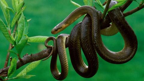 Aesculapian snake (elaphe longissima)