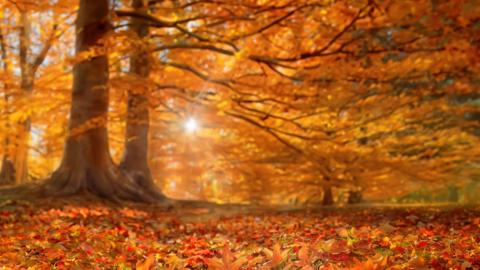 Autumn colours in the New Forest