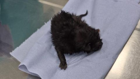 A picture of the kitten on a metal table. lying on a piece of cloth. It is a black kitten with a small face and fluffy fur.