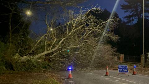 A tree is pictured lying on its side on a road after falling down during strong winds. The area has been cordoned off by traffic cones with blue lights on them. A sign that reads "police slow" also sits in front of the cones.