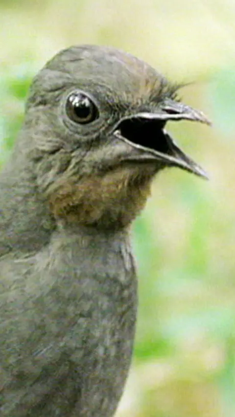 Close-up of a brown superb lyrebird on the ground in a woodland clearing with brown and black eyes. Its sharp beak is open at it sings