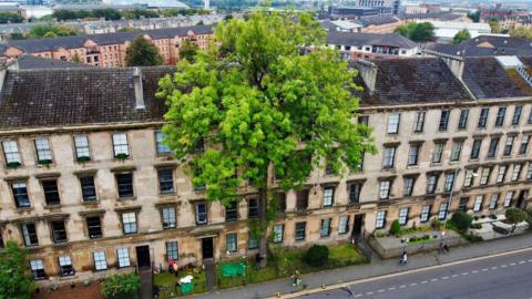 A drone picture of a solitary ash tree towering over Glasgow tenements